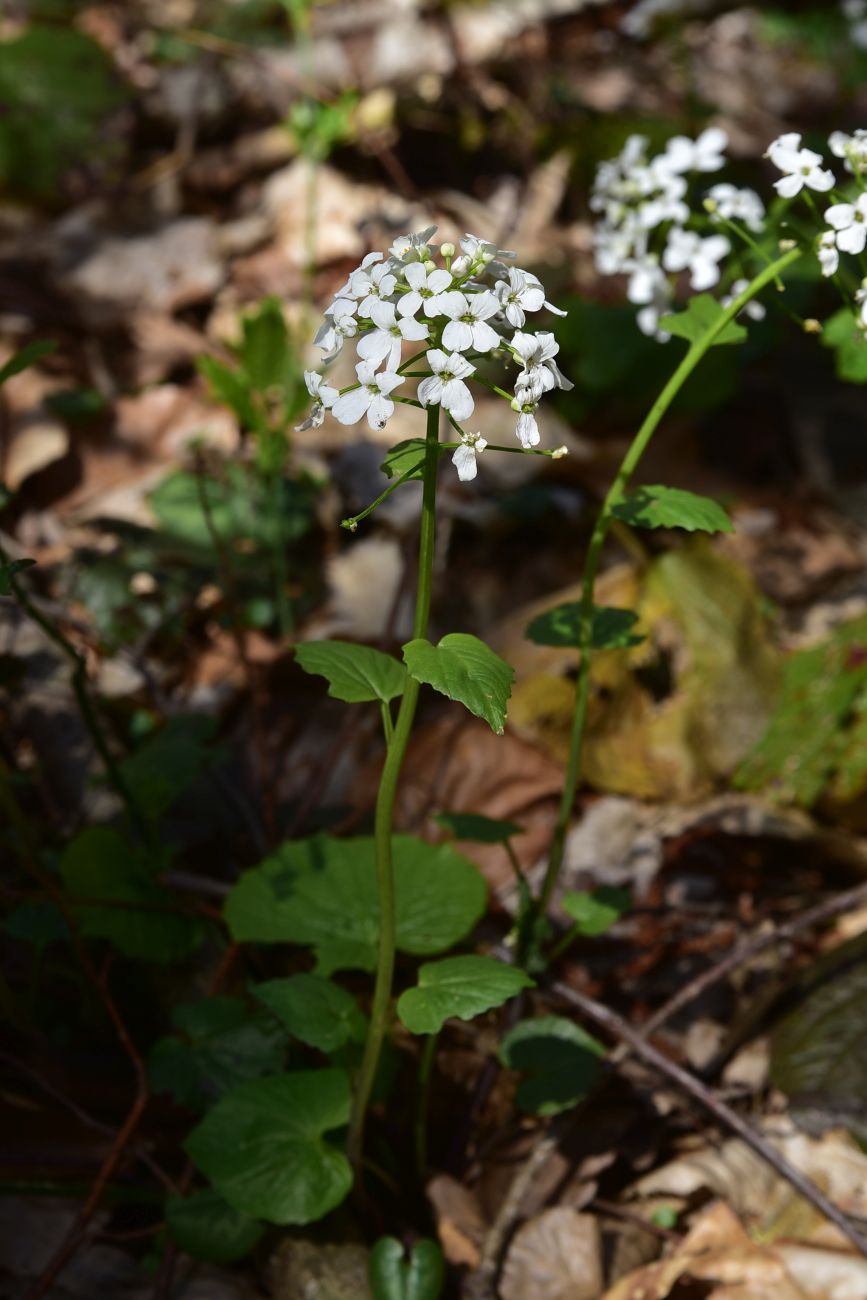 Image of Alliaria petiolata specimen.