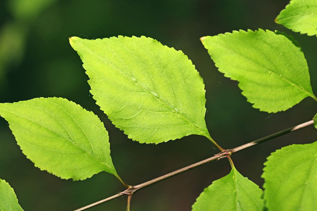 Изображение особи Rhamnus diamantiaca.