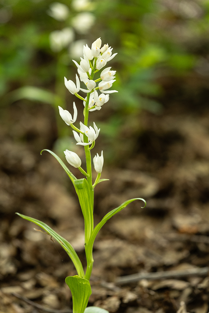 Image of Cephalanthera longifolia specimen.