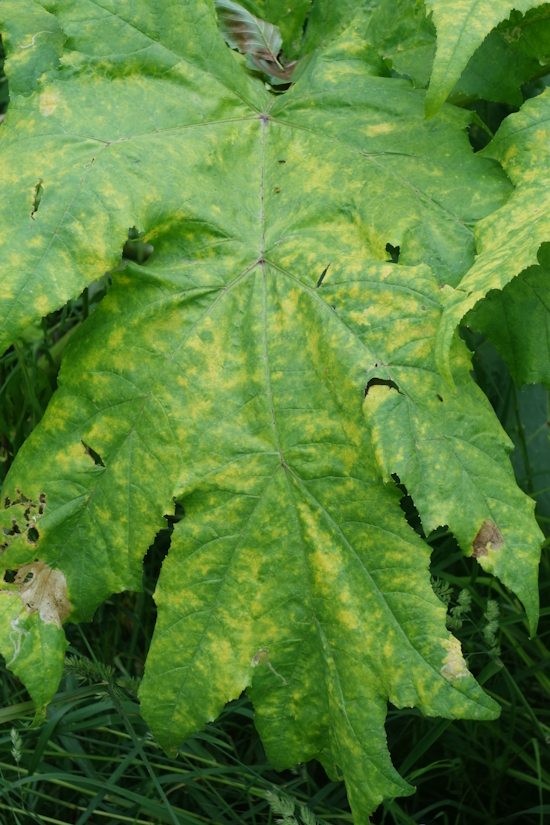 Image of Heracleum sosnowskyi specimen.