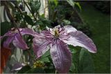 Clematis × jackmanii