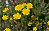Leontodon taraxacoides