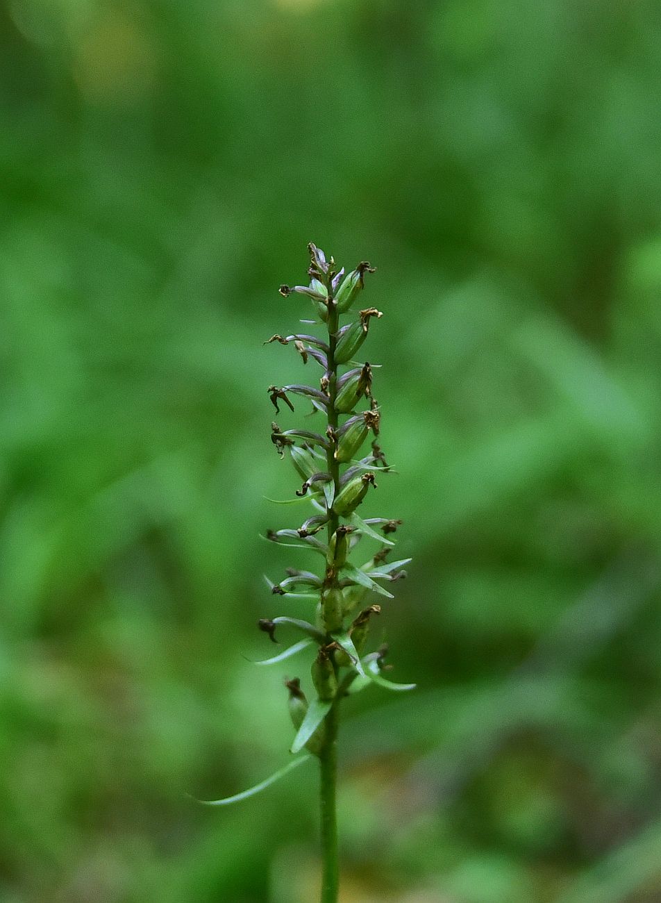 Image of Dactylorhiza fuchsii specimen.