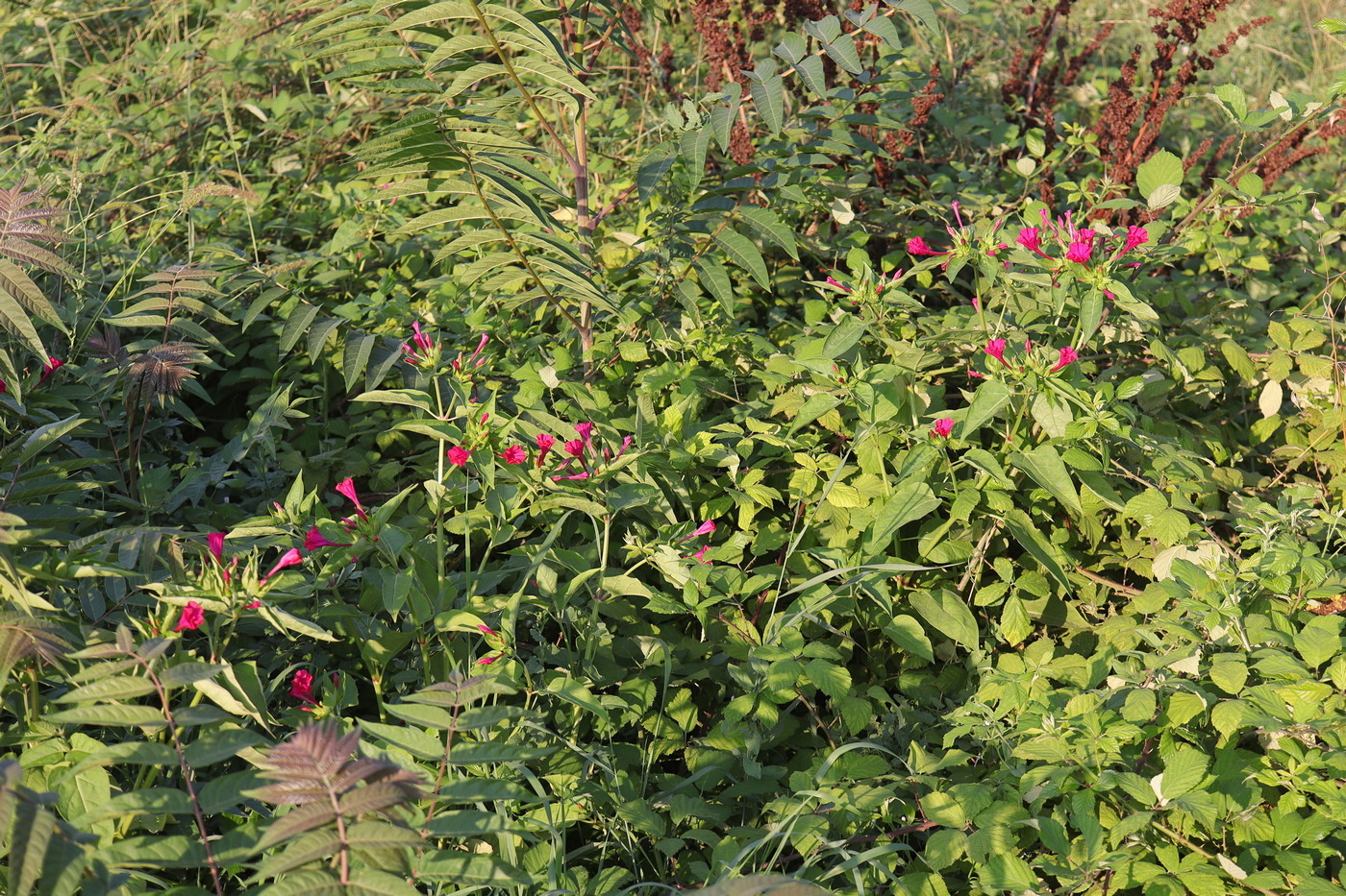 Изображение особи Mirabilis jalapa.