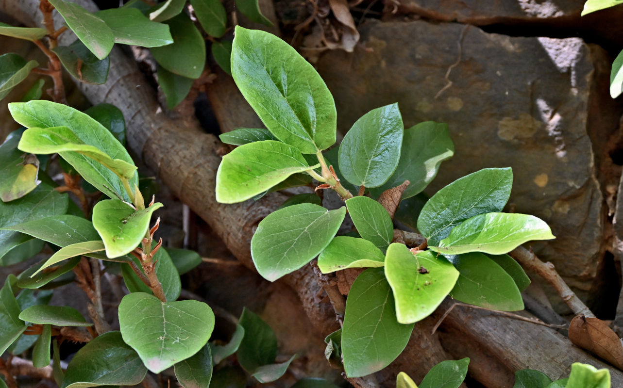 Изображение особи Ficus pumila.