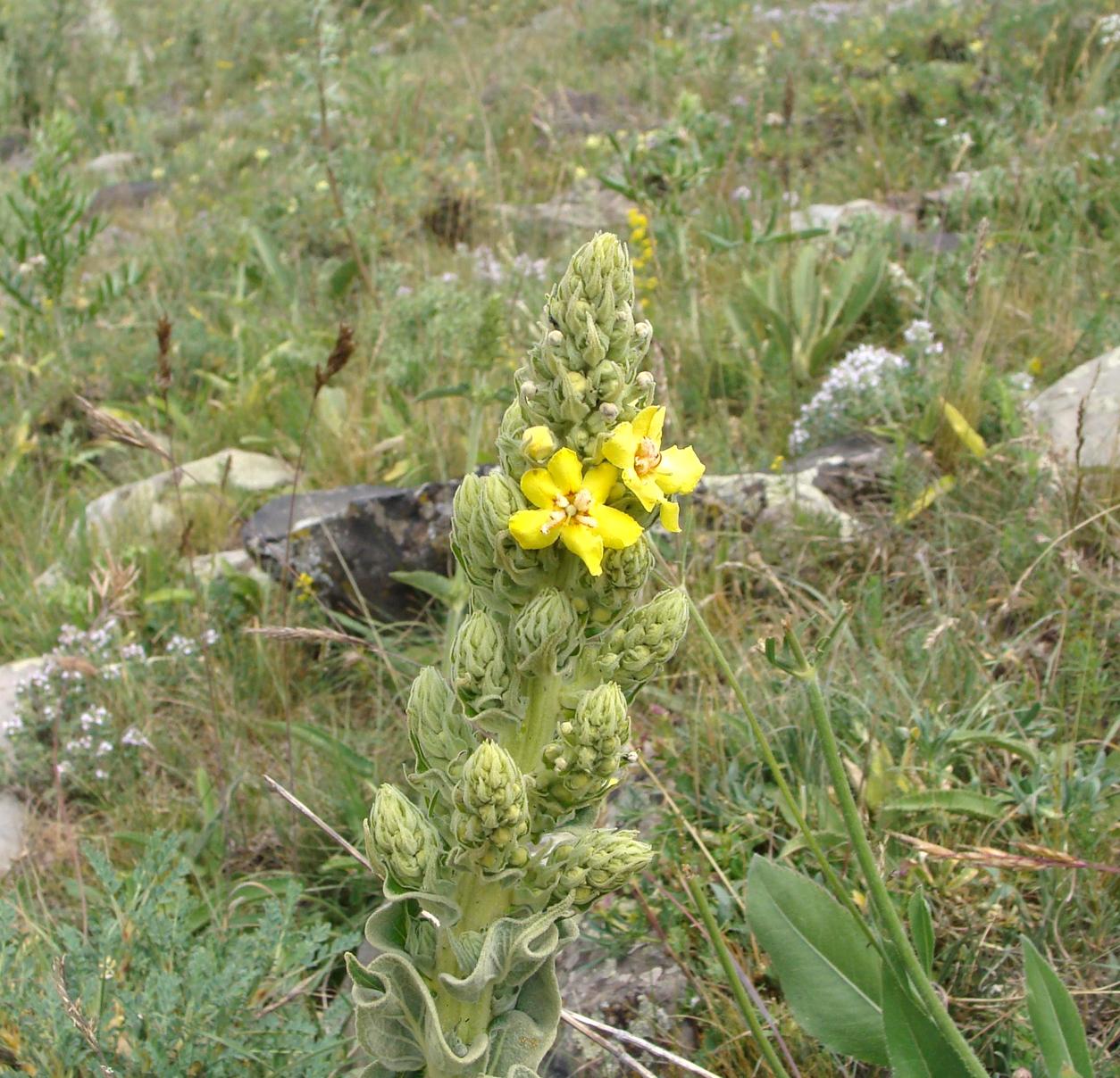 Изображение особи род Verbascum.