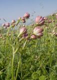 род Astrantia