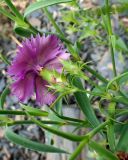 Смотреть изображение Dianthus chinensis