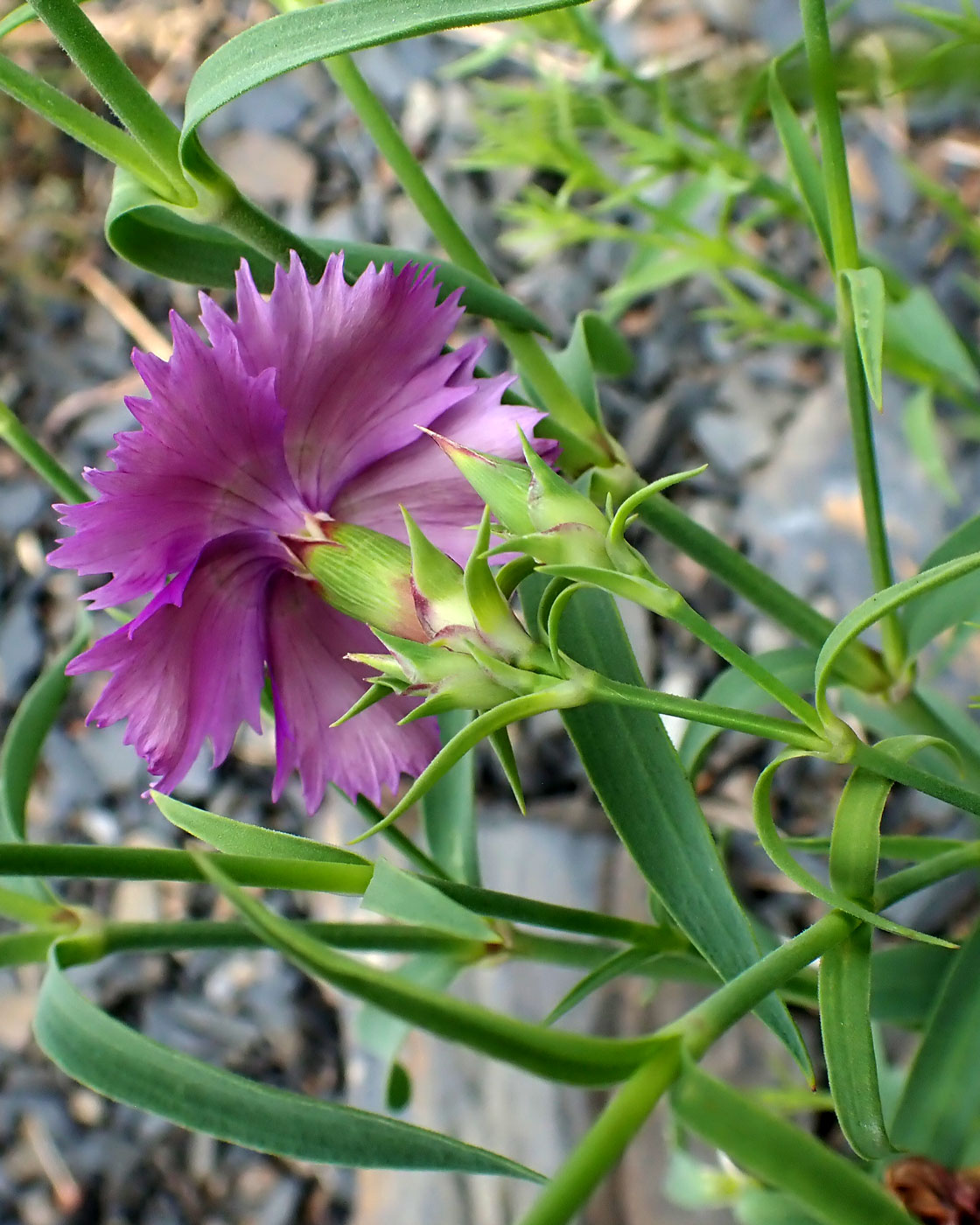 Изображение особи Dianthus chinensis.