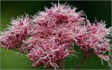 Eupatorium purpureum. Соцветия. Московская обл., Раменский р-н, окр. дер. Хрипань, садовый участок. 21.08.2026.