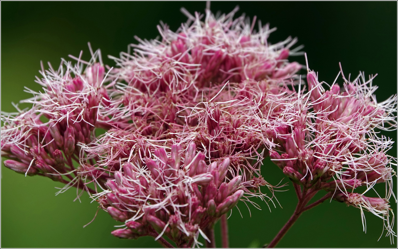 Image of Eupatorium purpureum specimen.