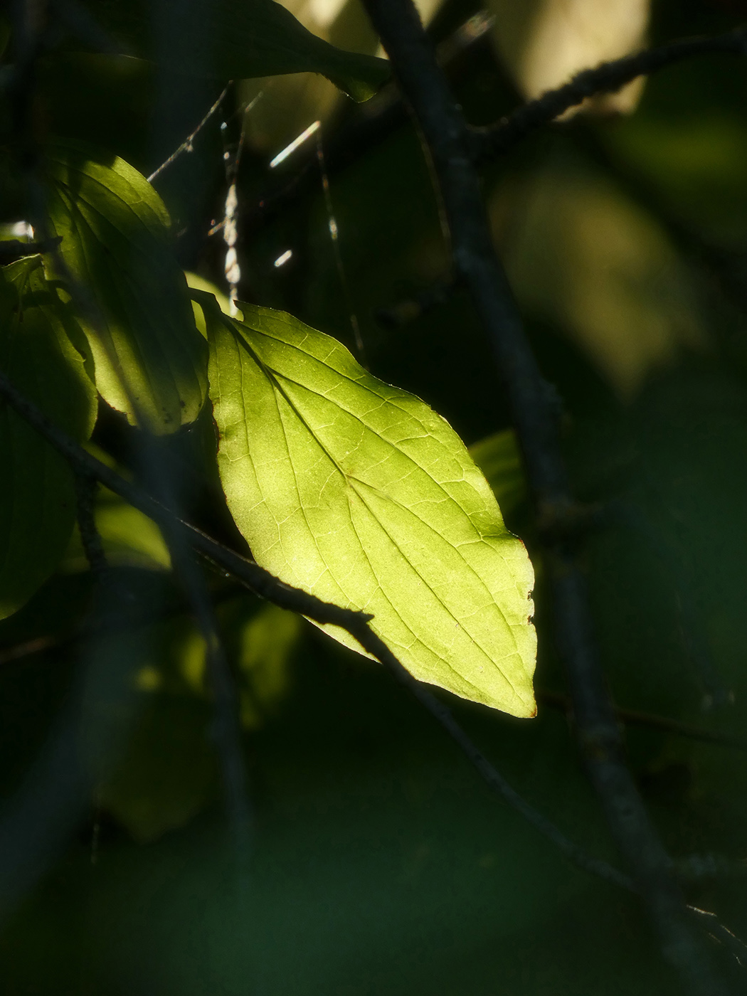 Image of Unknown species specimen.