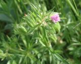 Geranium dissectum