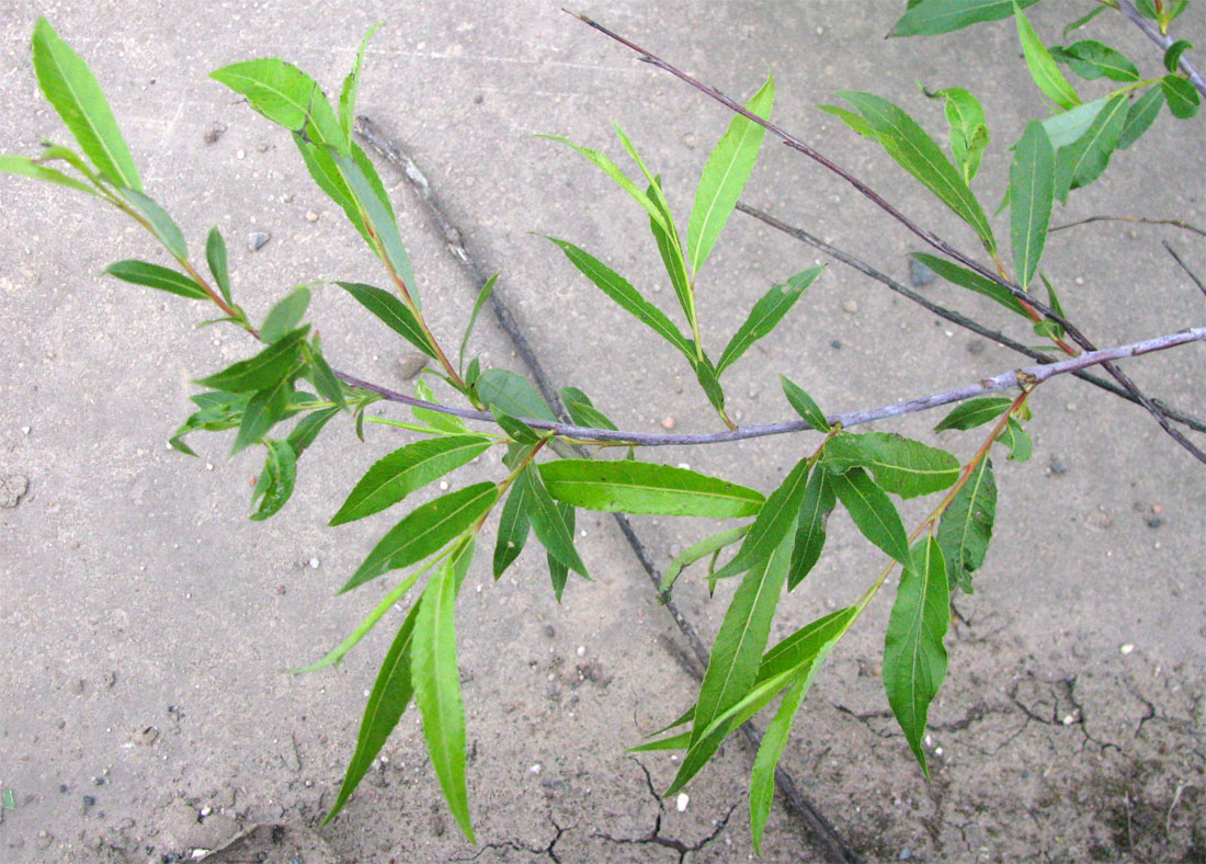 Image of Salix acutifolia specimen.