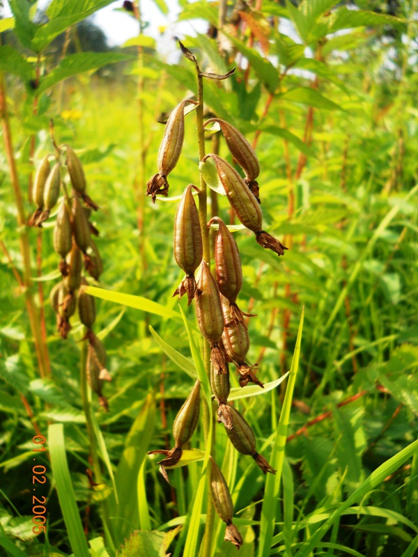 Изображение особи Epipactis palustris.