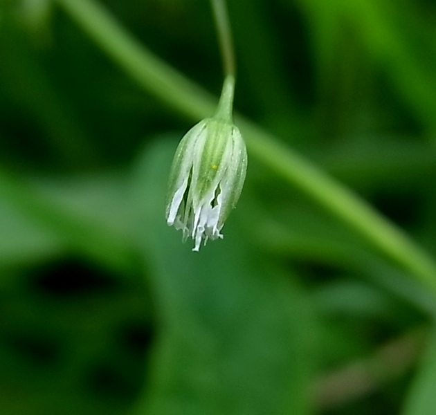 Image of Stellaria graminea specimen.