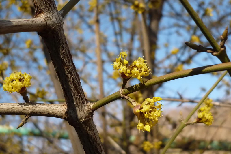 Изображение особи Cornus mas.