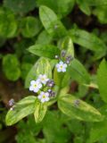 Myosotis sylvatica