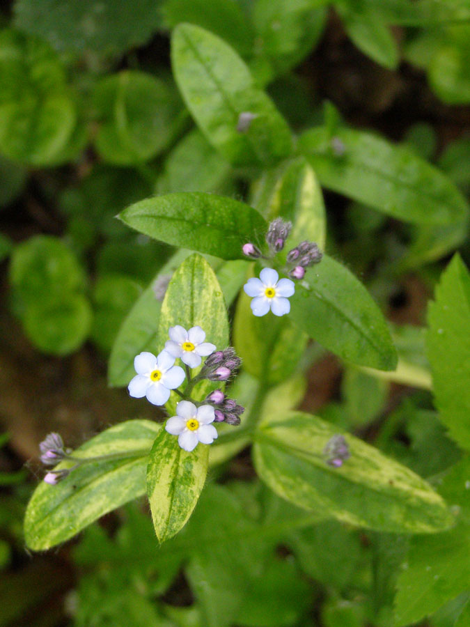 Изображение особи Myosotis sylvatica.