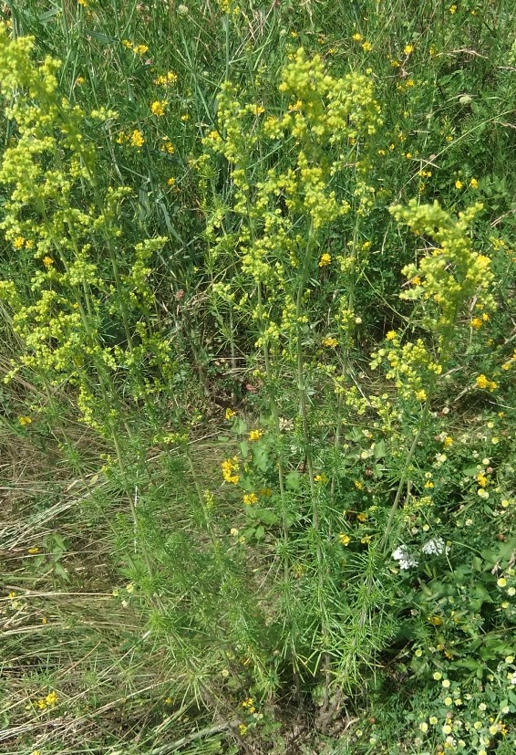 Image of Galium verum specimen.