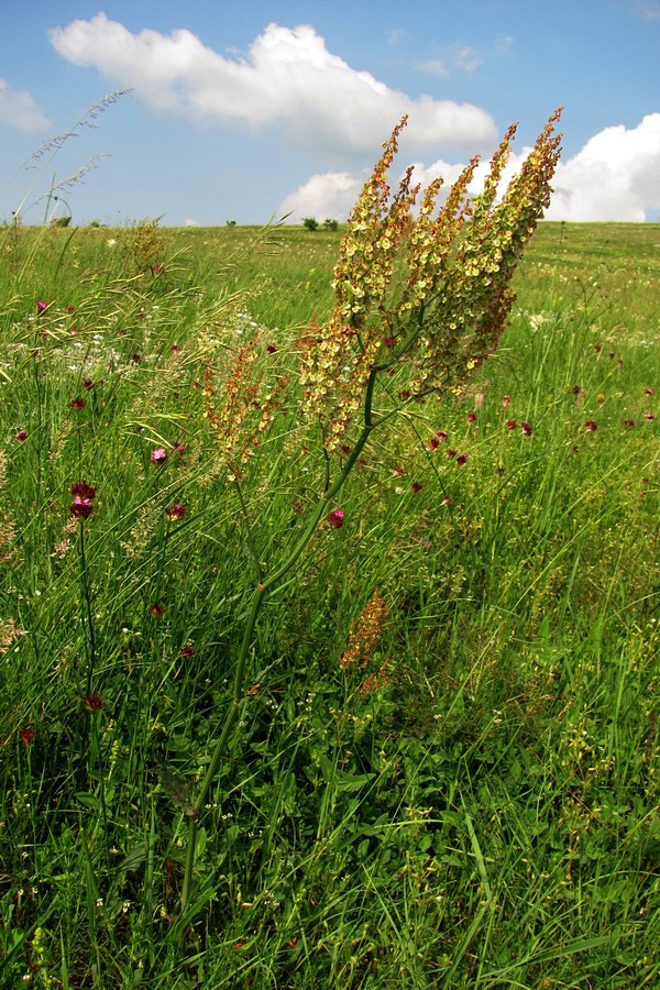 Изображение особи Rumex tuberosus.