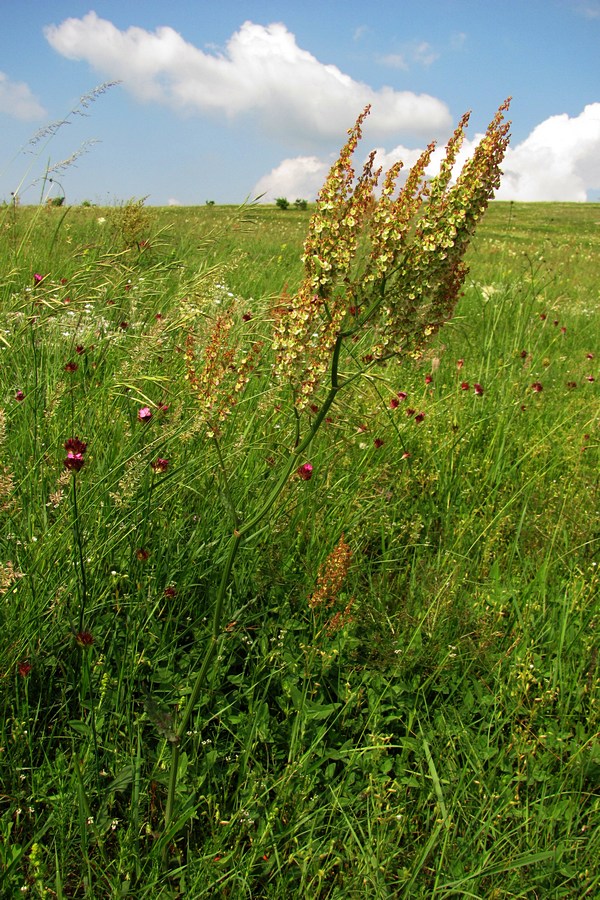 Image of Rumex tuberosus specimen.