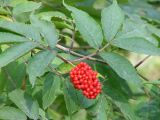 Sambucus racemosa