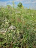 Stipa pulcherrima