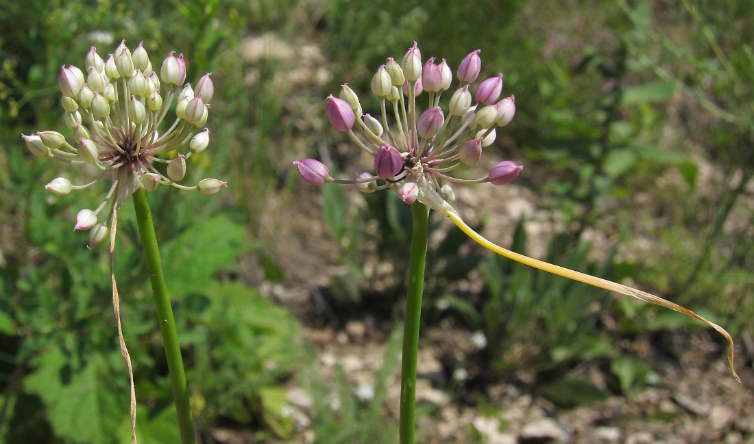 Image of Allium cretaceum specimen.