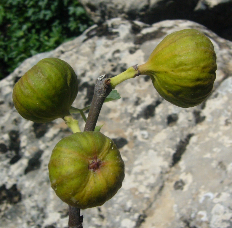 Изображение особи Ficus carica.