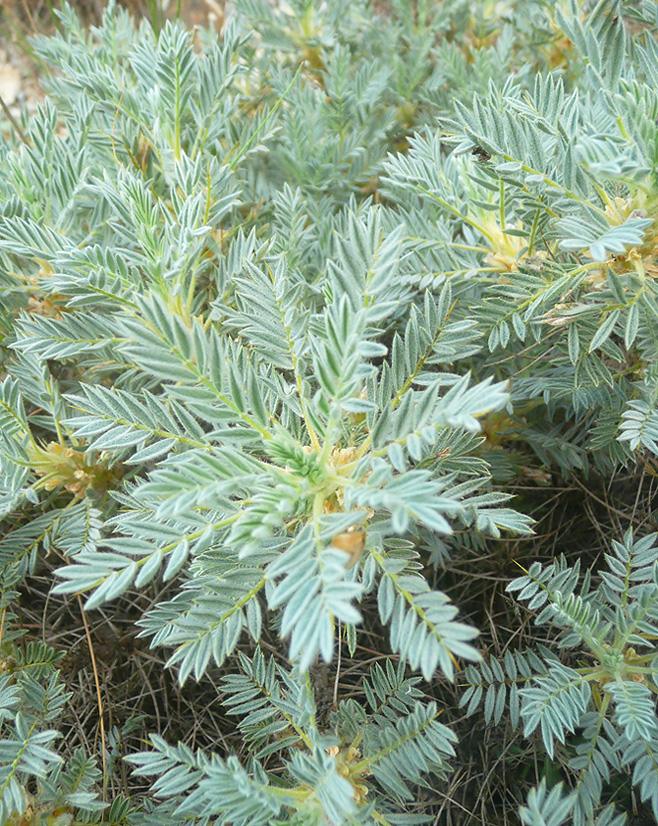 Image of Astragalus arnacanthoides specimen.