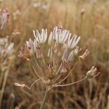 Allium inaequale. Соцветие. Украина, Донецкая обл., Володарский р-н, заповедник \"Каменные Могилы\", выходы гранита. 07.08.2011.