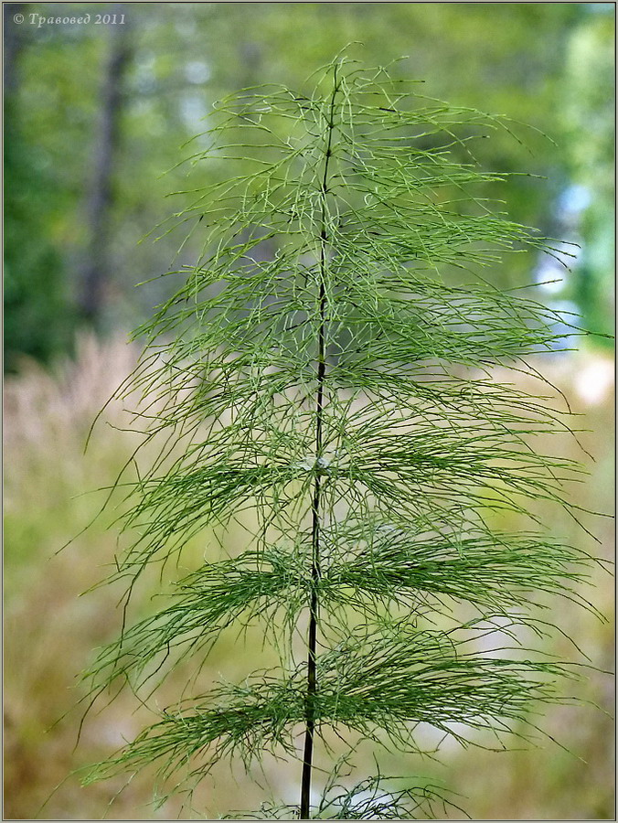 Изображение особи Equisetum sylvaticum.