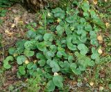 Asarum europaeum. Растения в смешанном лесу. Московская обл., Раменский р-н, окрестности дер. Хрипань. 27.08.2006.