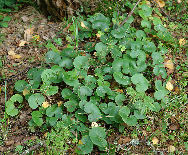 Image of Asarum europaeum specimen.