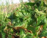 Persicaria scabra