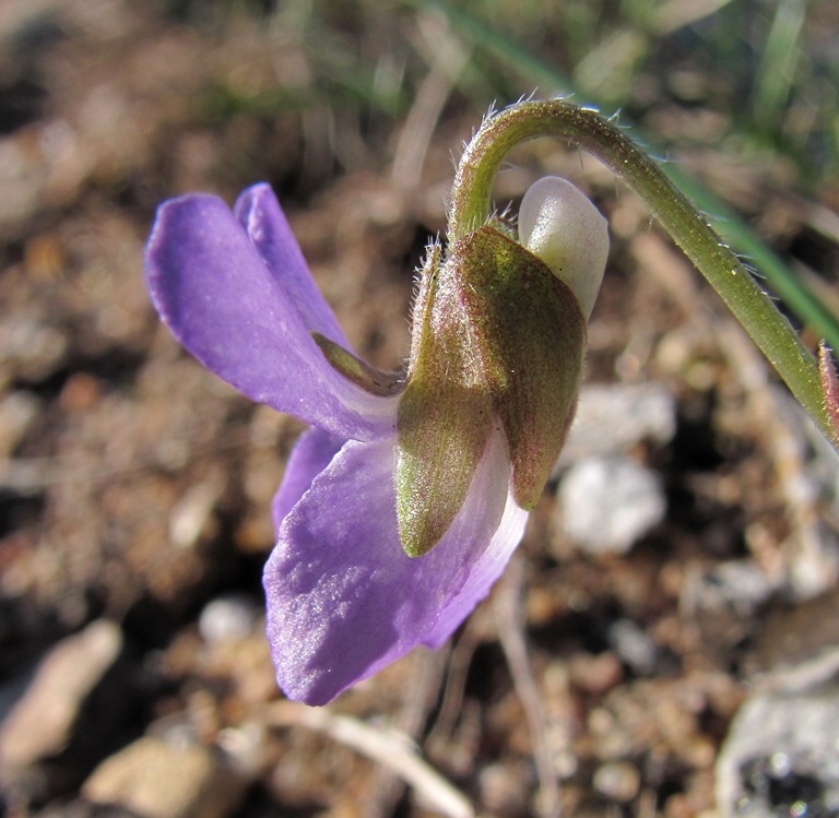 Image of Viola hirta specimen.
