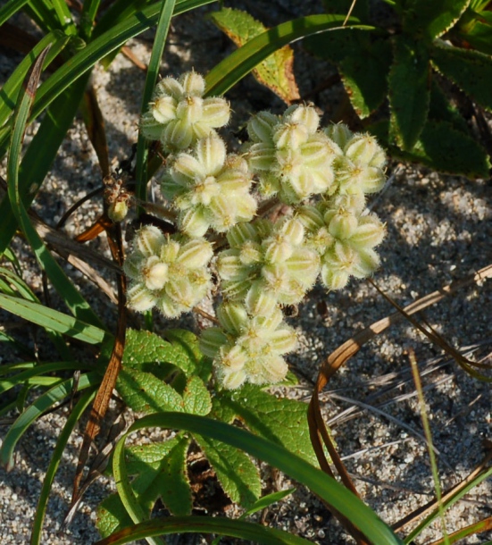 Image of Glehnia litoralis specimen.