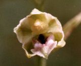 Epipactis persica