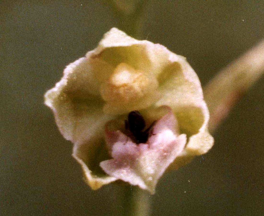 Image of Epipactis persica specimen.