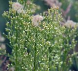 Conyza canadensis