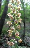 Epipactis helleborine. Часть соцветия. Крым, окр. с. Краснолесье, дубово-грабовый лес. 19 июля 2011 г.