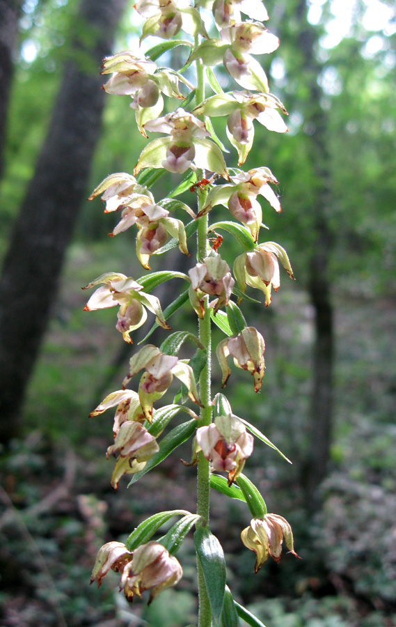 Image of Epipactis helleborine specimen.