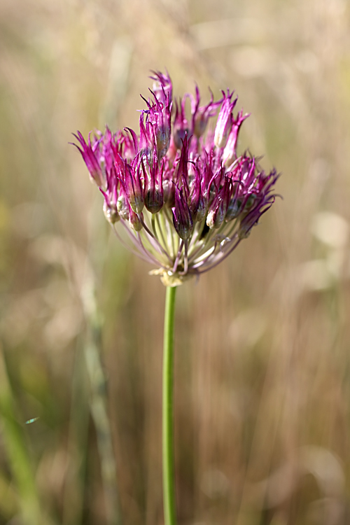 Image of Allium barsczewskii specimen.
