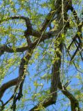 Salix euxina