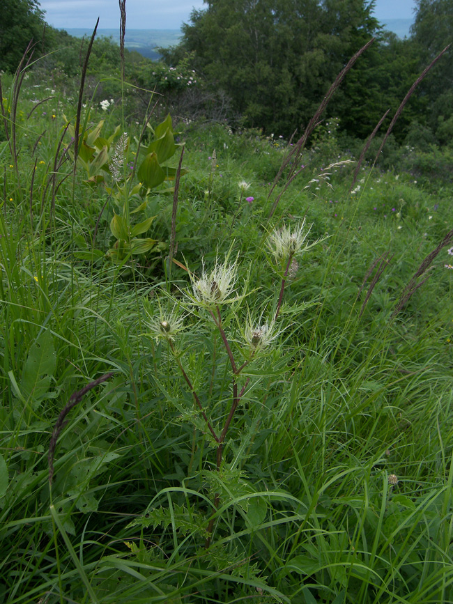 Image of Cirsium obvallatum specimen.