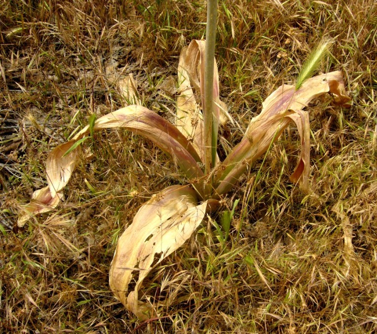 Image of Allium giganteum specimen.