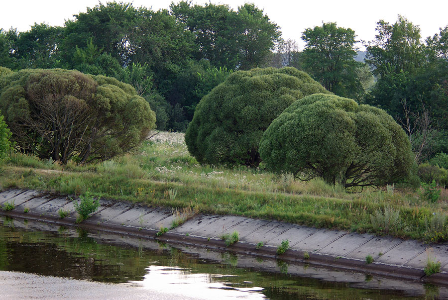 Изображение особи Salix fragilis var. sphaerica.