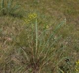 Euphorbia seguieriana. Плодоносящее растение в выпасаемой степи. Украина, Днепропетроовская обл., Павлоградский р-н, окр. с. Кочерёжки. 14.07.2009.