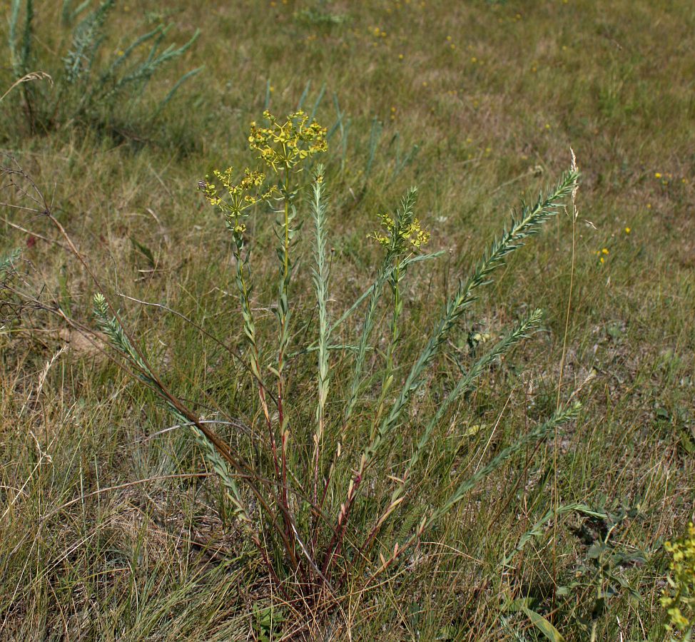 Изображение особи Euphorbia seguieriana.